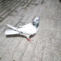 فروش یک جفت کبوتر پاکستانی