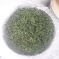 شوید خشک پفکی