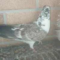 کفتر|پرنده|سیرجان, |دیوار