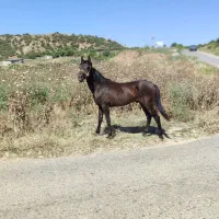 فروش کره نریان ترکمن