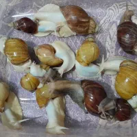 حازون آلبینو