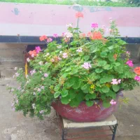 گلدان لاستیکی با پایه فلزی