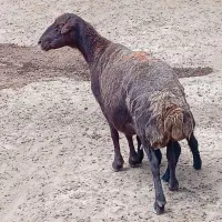 میش چاق کشتاری