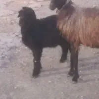 فروش سه راس میش افشاری