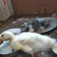دو عدد اردک سه ماهه سرحال