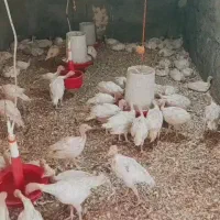بوقلمون بیوتی6