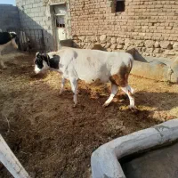 نر جنس|حیوانات مزرعه|قیدار, |دیوار