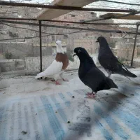فروش فوری