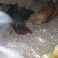 تعدادی مرغ وخروس بفروش میرسد