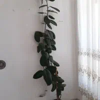 گل دیفن ،کاکتوس گل تزیینی برای درمانگاه یا املاک
