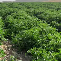 استخدامی خانم وآقا زرنگ برای کار کشاورزی