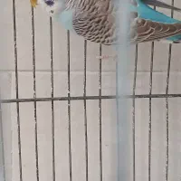 مرغ عشق نر