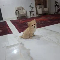 پاپی پامر نر  4 ماهه  خوشگلی و بازیگوش