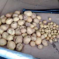 اجاره زمین کشاورزی