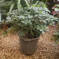 گل های  آپارتمانی  پاچیرا