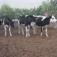 گاو ماده(تلیسه)