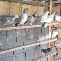 کبوتر پرشی بیا پرششا ببین و ببر