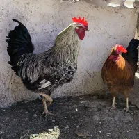 دو خروس سالم ودرشت ، جفتی ۲،۸۰۰  تخفیف ویژه