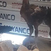 دوعدد جوجه لاری اصل