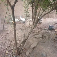 غاز محلی