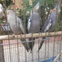 عروس هلندی