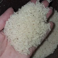 سرلاشه طارم هاشمی