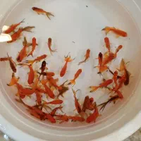 ماهی قرمز|ماهی|کرج, حیدرآباد|دیوار