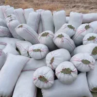 یونجه