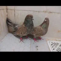 ملاشیه ۳