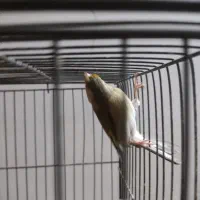 سهره قناری نر