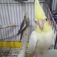 جوجه کوکاتیل