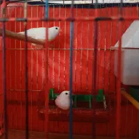 فنچ انگلیسی