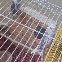 مرغ و خروس وجوجه لاری وعروس هلندی
