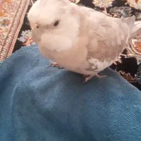 عروس هلندی گم شده