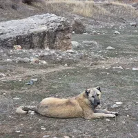 فروش سگ سرابی ۱۲