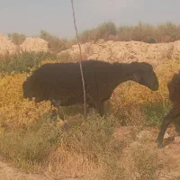 شیشک بره میش قوچ