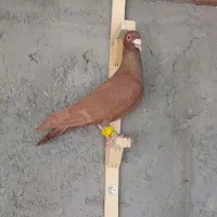 سرخ نر. پرنده