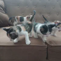 بچه گربه