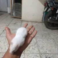 همستر