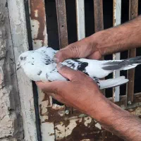 چهار تا سار سوسکی
