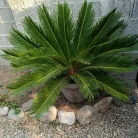 سیکاس|گل و گیاه طبیعی|رشت, حومه رشت|دیوار