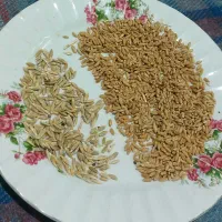 گندم|خوردنی و آشامیدنی|اشترینان, |دیوار