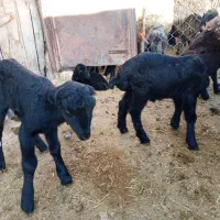 بره شیری نر دو عدد