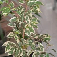 گل هویا و پتوس ، پاندانوس