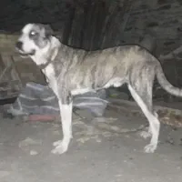 سگ سراب افغان