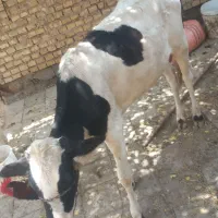 گوساله خارجی ماده ۸ماهه