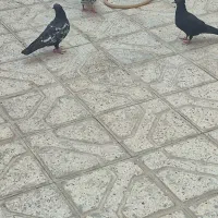 کبوتر