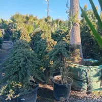 هلو زردآلو شلیل به زیتون تلخ گوجه سبز کاشت درخت و