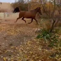 اسب کرد مادیان درجه یک بشرط