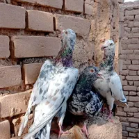 کبوتر|پرنده|قزوین, |دیوار